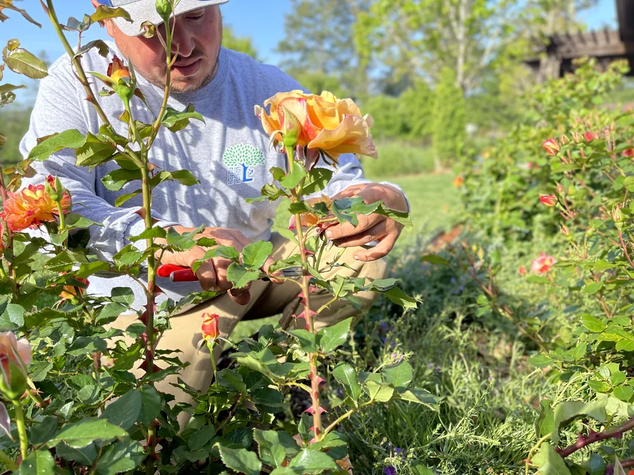 A Highland team member pruning roses