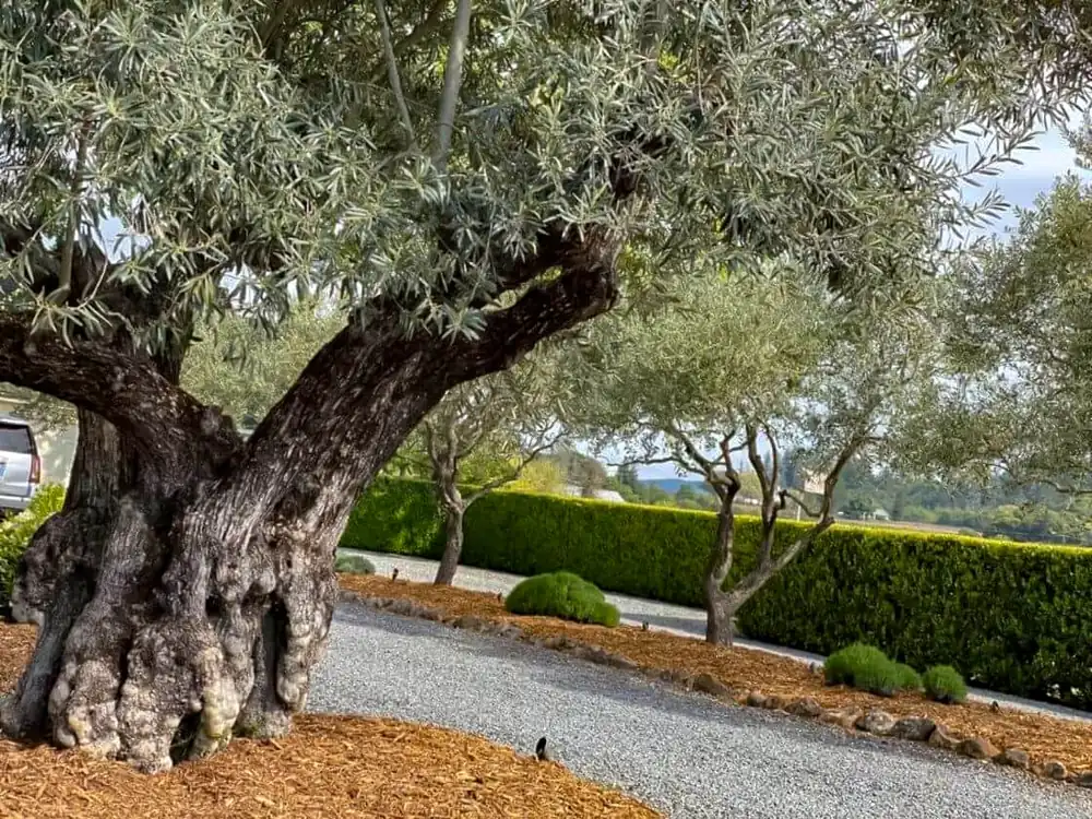 An ancient olive tree with a gnarled trunk beside a gravel path and a clipped hedge
