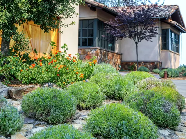 Mounded lavender and lantana in a water-wise planting