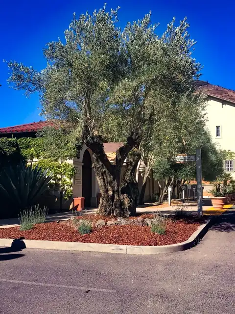 A mature olive tree at a driveway entrance