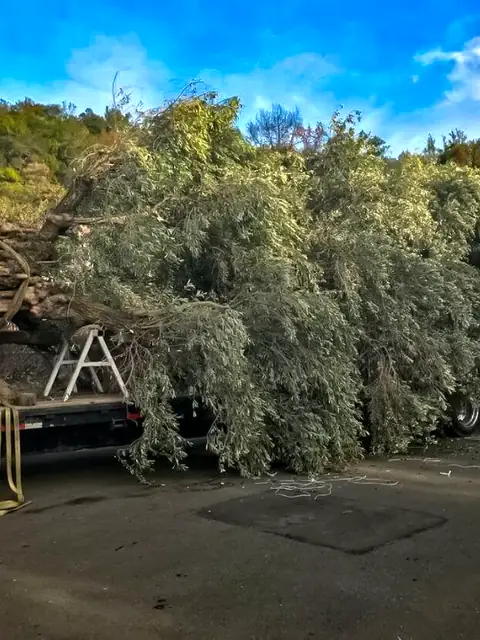Olive trees with wrapped root balls arriving on a flatbed